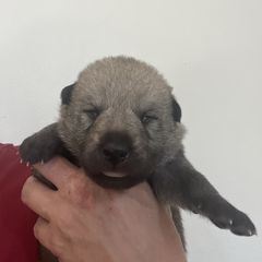 Boy 2 - Czechoslovakian Vlcak puppy in Florida from DireWolf Pack