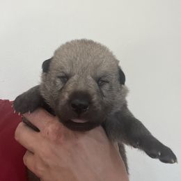 Boy 2 - Czechoslovakian Vlcak puppy in Florida from DireWolf Pack