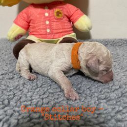 Poodle Puppies from Desert Diamond Poodles