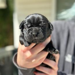 Zucchini - Black male Cane Corso puppy in Lusby, Maryland from Coastal View Kennels