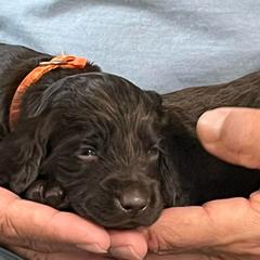 Mr Orange - Liver male Boykin Spaniel puppy in Stapleton, Alabama from Taensas Boykins