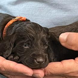 Mr Orange - Liver male Boykin Spaniel puppy in Stapleton, Alabama from Taensas Boykins