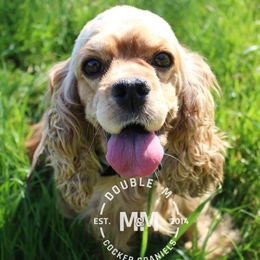 King - Cocker Spaniel