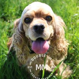 King - Cocker Spaniel