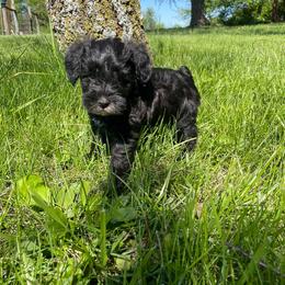 Jelly Bean - Black female Schnoodle puppy in Lathrop, Missouri from RR Schnoodles
