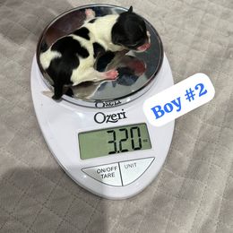 Biewer Terrier Puppies from Lozado’s Biewers