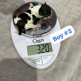 Biewer Terrier Puppies from Lozado’s Biewers