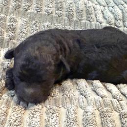 Violet - Black female Labradoodle puppy in Bruceton Mills, West Virginia from Adonai Ra'ah Farms