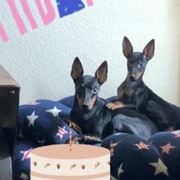 Ibizan Hounds and Manchester Terriers from Ahram Ibizan Hounds and Manchester Terriers