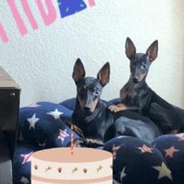 Ibizan Hounds and Manchester Terriers from Ahram Ibizan Hounds and Manchester Terriers