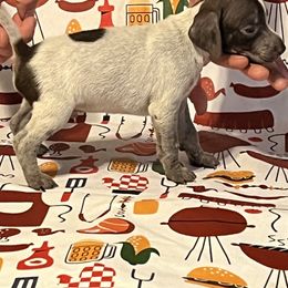 Boy 3 - German Shorthaired Pointer puppy in Weirton, West Virginia from Weber Valley Kennels