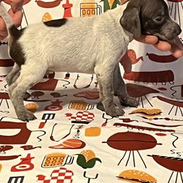 Boy 3 - German Shorthaired Pointer puppy in Weirton, West Virginia from Weber Valley Kennels