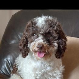Cozmo - Poodle