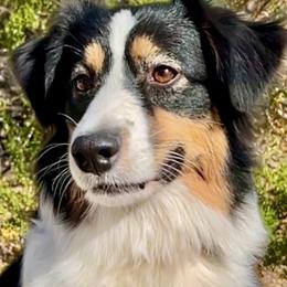 Luna - Australian Shepherd