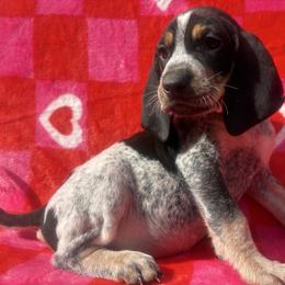Smokey - Blue ticked and tan male Bluetick Coonhound puppy in Mount Pleasant, Texas from Harmons Hounds
