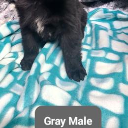 Gray Collar Male - Black male German Shepherd puppy in Cadet, Missouri from Working Valley Shepherds