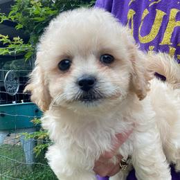 Jolene - Apricot female Poodle puppy in Alpine, Alabama from Alpine Acres Poodles