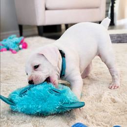 Girl 2 - White female Boxer puppy in Howey In The Hills, Florida from Bayla Belle & Blossom's Boxers