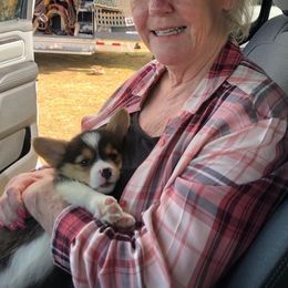 Pembroke Welsh Corgi Puppies from CB Corgis