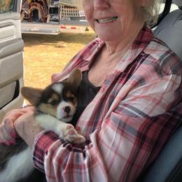 Pembroke Welsh Corgi Puppies from CB Corgis