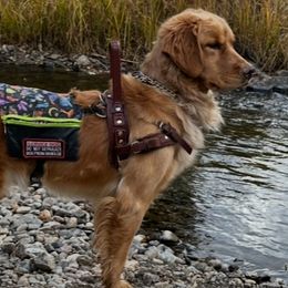 Golden Retrievers from Heart's Fire Golden's