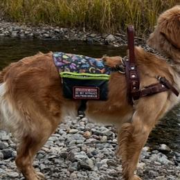 Golden Retrievers from Heart's Fire Golden's