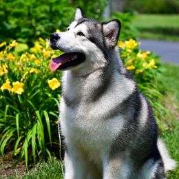 Brio  - Alaskan Malamute