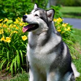 Brio  - Alaskan Malamute