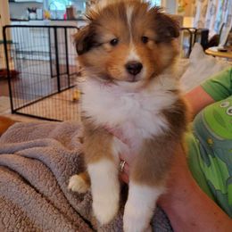 Shetland Sheepdog Puppies from Armitage Shetland Sheepdogs