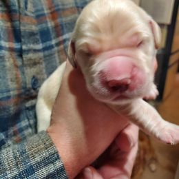 Sixth pick - Golden male Golden Retriever puppy in Sandy, Utah from Golden Meadows of Utah