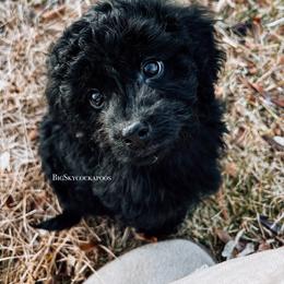 Blue collar - Black and tan male Cockapoo puppy in Missoula, Montana from Big Sky Cockapoos