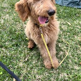 Goldendoodle and Golden Retriever Puppies from Were The Mack'Doodles