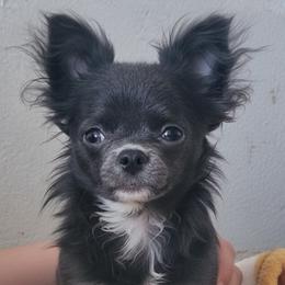 AKC Blue Girl xxs - Blue female Chihuahua puppy in Brooklyn, New York from Nadezhda's Chihuahuas