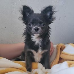 AKC Blue Girl xxs - Blue female Chihuahua puppy in Brooklyn, New York from Nadezhda's Chihuahuas