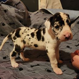 Boy 1 - Great Dane puppy from Lakaya Danes