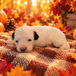 Taffy - White female Cavapoo puppy in Myrtle Beach, South Carolina from Colorful-K9'S