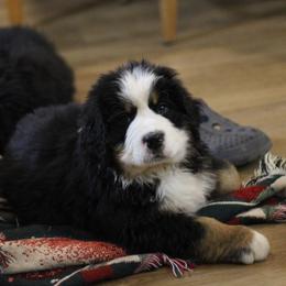 Patch - Black rust and white male Bernese Mountain Dog puppy in Walnut Creek, Ohio from Emerald Acres Bernese