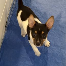 Kia - Black white and tan female Rat Terrier puppy in Savoy, Texas from Rockin EZ Rat Terriers