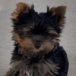 Yorkshire Terrier Puppies from Polina Mironchuk