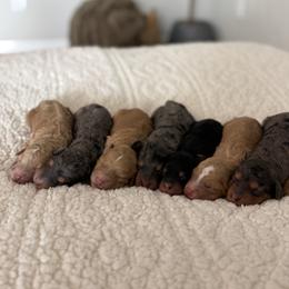 Bernedoodle Puppies from SR. Doodle pupps