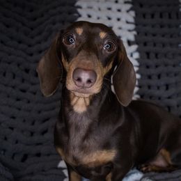 Lily - Dachshund