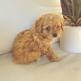 Miller - Brown male Maltipoo puppy in South Jordan, Utah from Ollie-Pop Paws Breeding