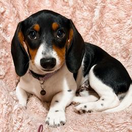 Puppy 4 - Piebald female Dachshund puppy in Clayton, Indiana from Love Struck Miniature Dachshunds