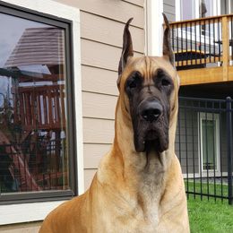 Castle - Great Dane