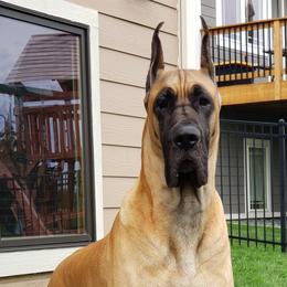Castle - Great Dane