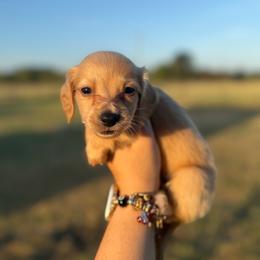 Graham - Red male Dachshund puppy in Durant, Oklahoma from Big Creek Mini Dachshund