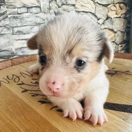 Bluie blue merle boy - Blue merle and white male American Corgi puppy in Scottown, Ohio from Wyndy Ridge Corgis