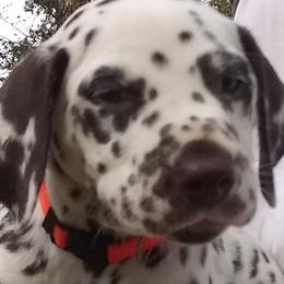 Dalmatians from Huckleberry Hill Farm