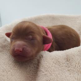 Miss Pink - Brown female Schnoodle puppy in Leitchfield, Kentucky from Eveleigh Acres Puppies