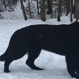 German Shepherds from Zu Wyrd